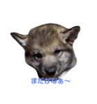 狼犬 ウルフドック Crystal Dogsの狼たち2（個別スタンプ：2）
