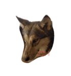 狼犬 ウルフドック Crystal Dogsの狼たち2（個別スタンプ：4）
