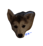 狼犬 ウルフドック Crystal Dogsの狼たち2（個別スタンプ：5）