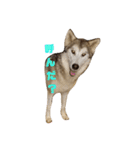 狼犬 ウルフドック Crystal Dogsの狼たち2（個別スタンプ：6）