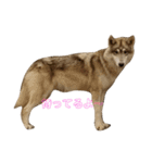 狼犬 ウルフドック Crystal Dogsの狼たち2（個別スタンプ：8）