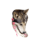 狼犬 ウルフドック Crystal Dogsの狼たち2（個別スタンプ：9）