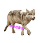 狼犬 ウルフドック Crystal Dogsの狼たち2（個別スタンプ：10）