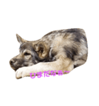 狼犬 ウルフドック Crystal Dogsの狼たち2（個別スタンプ：11）