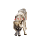 狼犬 ウルフドック Crystal Dogsの狼たち2（個別スタンプ：12）