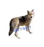 狼犬 ウルフドック Crystal Dogsの狼たち2（個別スタンプ：14）