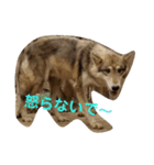 狼犬 ウルフドック Crystal Dogsの狼たち2（個別スタンプ：15）