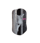 狼犬 ウルフドック Crystal Dogsの狼たち2（個別スタンプ：16）