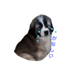 犬 Crystal Dogs 犬たち4（個別スタンプ：1）