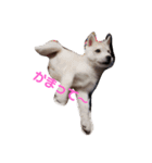 犬 Crystal Dogs 犬たち4（個別スタンプ：2）