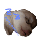 犬 Crystal Dogs 犬たち4（個別スタンプ：3）
