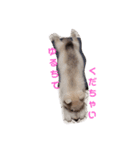 犬 Crystal Dogs 犬たち4（個別スタンプ：4）