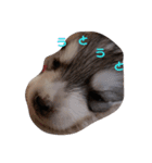 犬 Crystal Dogs 犬たち4（個別スタンプ：5）