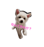 犬 Crystal Dogs 犬たち4（個別スタンプ：6）