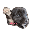 犬 Crystal Dogs 犬たち4（個別スタンプ：8）