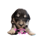 犬 Crystal Dogs 犬たち4（個別スタンプ：9）