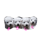 犬 Crystal Dogs 犬たち4（個別スタンプ：10）