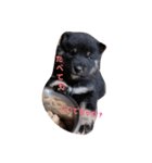 犬 Crystal Dogs 犬たち4（個別スタンプ：11）