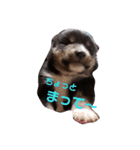 犬 Crystal Dogs 犬たち4（個別スタンプ：12）