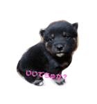 犬 Crystal Dogs 犬たち4（個別スタンプ：13）