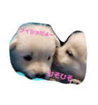 犬 Crystal Dogs 犬たち4（個別スタンプ：14）