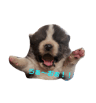 犬 Crystal Dogs 犬たち4（個別スタンプ：15）