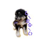 犬 Crystal Dogs 犬たち4（個別スタンプ：16）