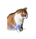 ねこのきょんちゃん（個別スタンプ：1）