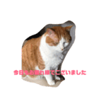 ねこのきょんちゃん（個別スタンプ：2）