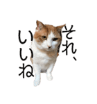 ねこのきょんちゃん（個別スタンプ：3）