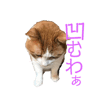 ねこのきょんちゃん（個別スタンプ：4）