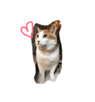 ねこのきょんちゃん（個別スタンプ：5）