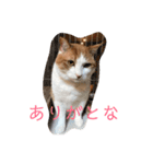 ねこのきょんちゃん（個別スタンプ：6）