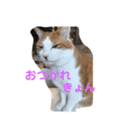 ねこのきょんちゃん（個別スタンプ：7）