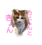 ねこのきょんちゃん（個別スタンプ：8）