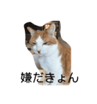 ねこのきょんちゃん（個別スタンプ：9）