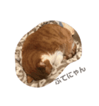 ねこのきょんちゃん（個別スタンプ：10）
