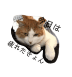 ねこのきょんちゃん（個別スタンプ：12）