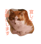 ねこのきょんちゃん（個別スタンプ：13）