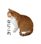 ねこのきょんちゃん（個別スタンプ：14）