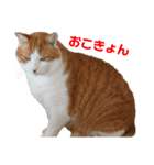 ねこのきょんちゃん（個別スタンプ：15）