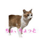 ねこのきょんちゃん（個別スタンプ：16）