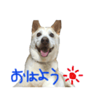 ライくんのスタンプ（個別スタンプ：4）