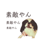 スモモ(狆)ですが（個別スタンプ：9）