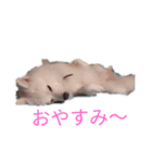 日本スピッツのシロ君の日常会話のスタンプ（個別スタンプ：4）