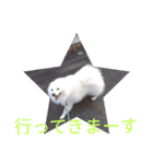 日本スピッツのシロ君の日常会話のスタンプ（個別スタンプ：7）