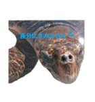 水族館でご連絡（個別スタンプ：11）