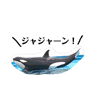 水族館でご連絡（個別スタンプ：16）