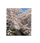 ひたすら花や自然を愛でるスタンプ（個別スタンプ：7）