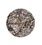 ひたすら花や自然を愛でるスタンプ（個別スタンプ：8）